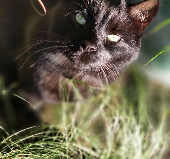 17 lutego obchodzimy ➡️ Światowy Dzień Kota 🐾🐈.