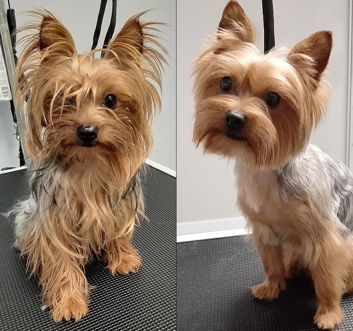 Groomerskie metamorfozy Najlepszego Przyjaciela 😄✂🐶
#groomerolsztyn