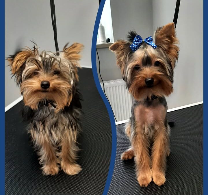Groomerskie metamorfozy Najlepszego Przyjaciela…