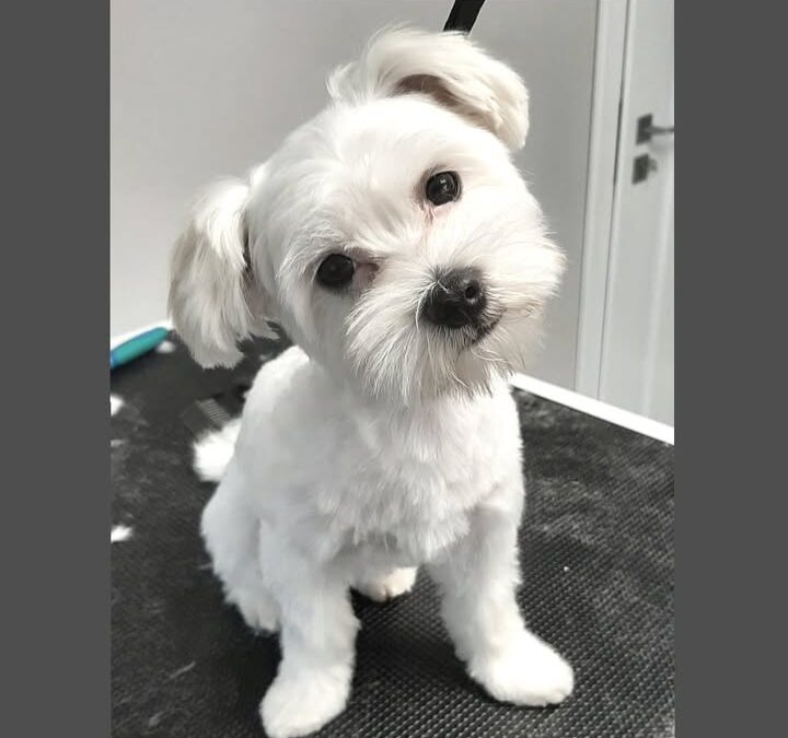 Groomerskie metamorfozy Najlepszego Przyjaciela…