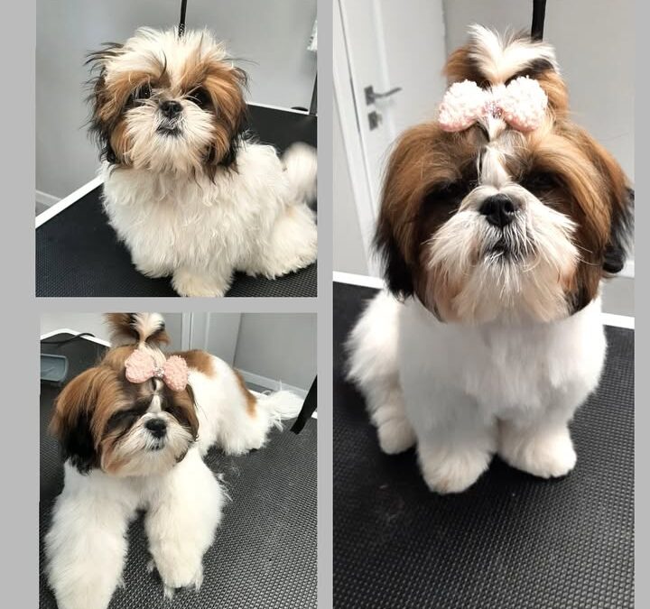 Groomerskie metamorfozy Najlepszego Przyjaciela☺️
Shih tzu…