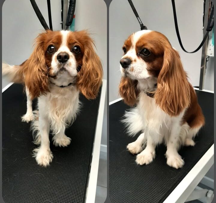 Metamorfozy Najlepszego Przyjaciela :) 
Maks, Cavalier King…