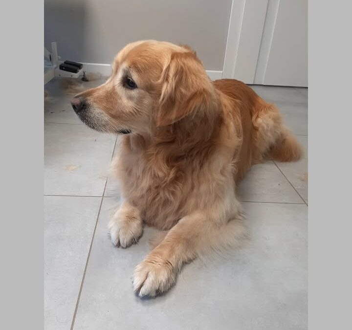 Groomerskie metamorfozy Najlepszego Przyjaciela 
Rafi,…