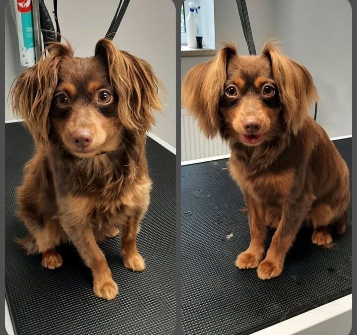 Groomerskie metamorfozy Najlepszego Przyjaciela 🤩
Rosyjski…