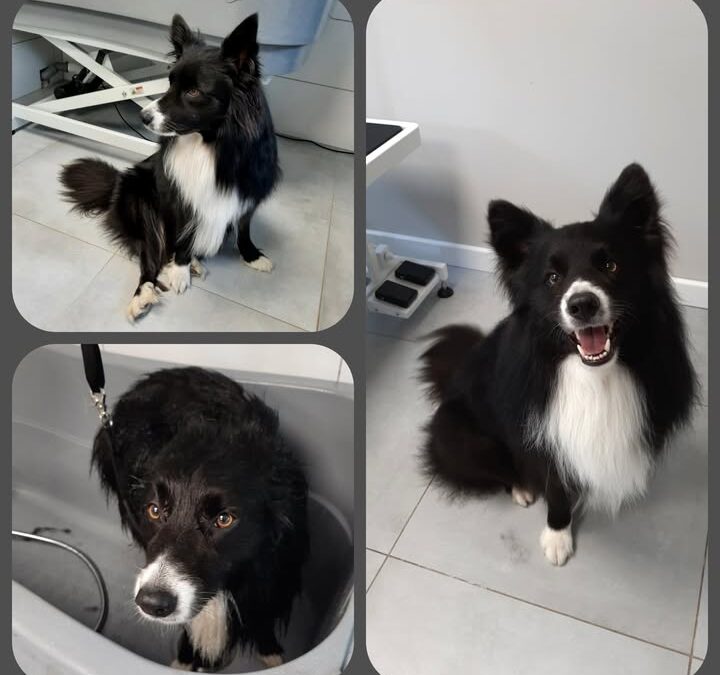 Groomerskie metamorfozy najlepszego przyjaciela🐶
Border…