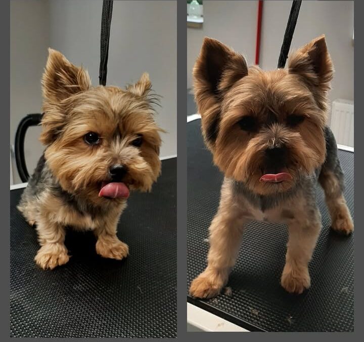 Groomerskie metamorfozy Najlepszego Przyjaciela 🤩
Yorkshire…