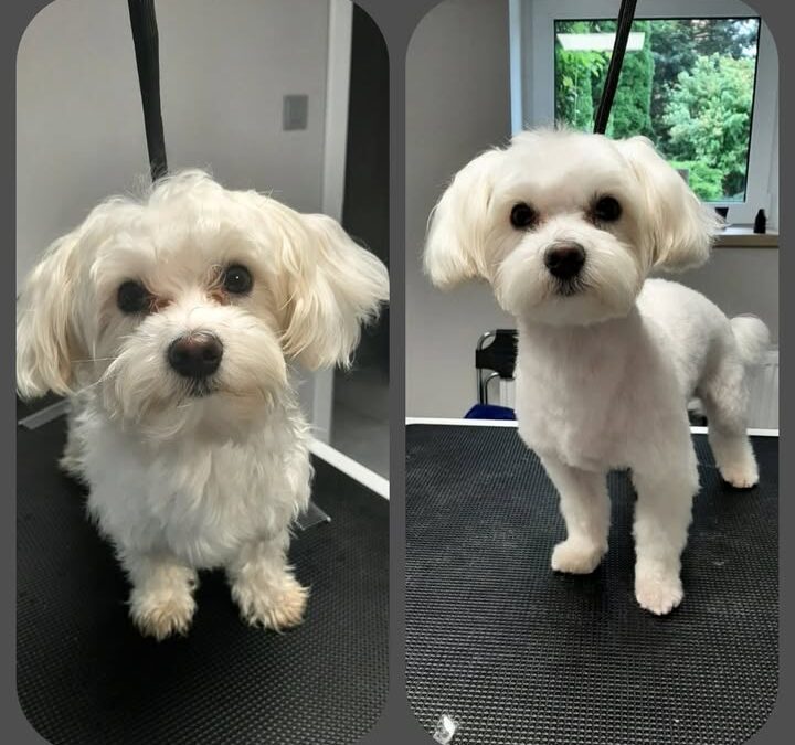 Groomerskie metamorfozy Najlepszego Przyjaciela…