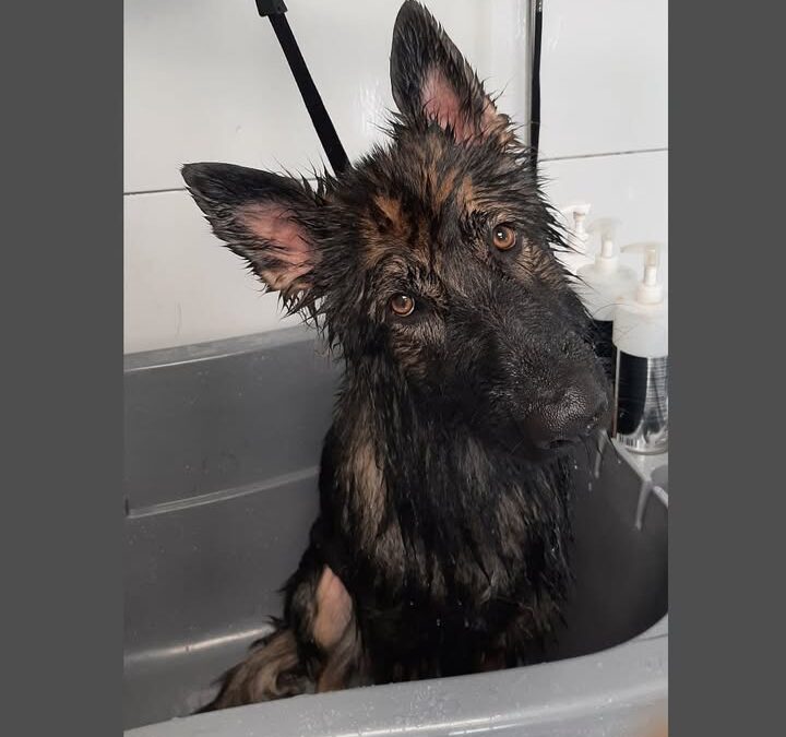 Groomerskie metamorfozy Najlepszego Przyjaciela😀