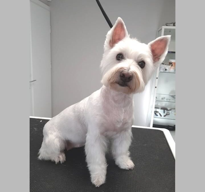 Groomerskie metamorfozy Najlepszego Przyjaciela🐶
