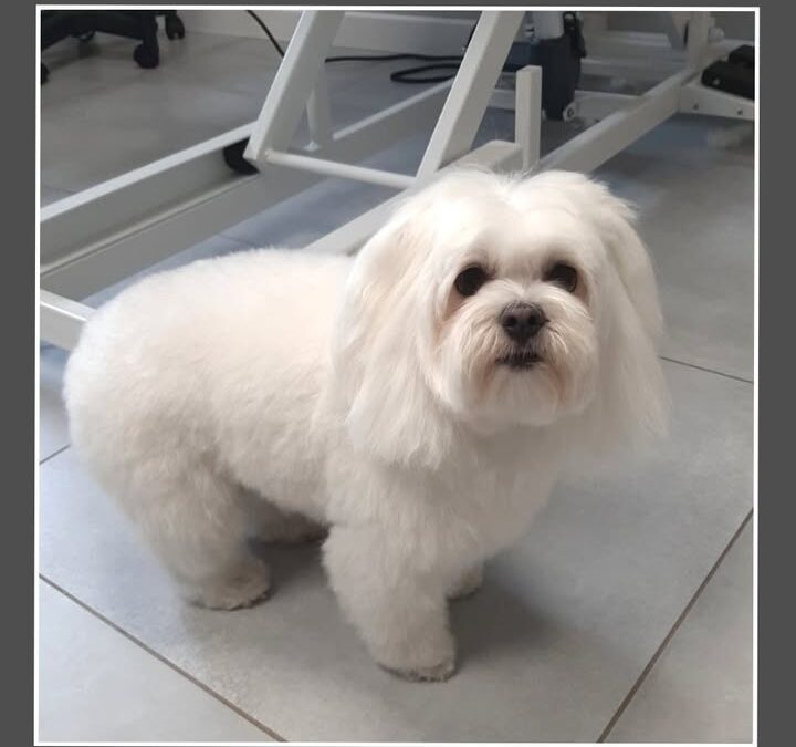 Groomerskie metamorfozy Najlepszego Przyjaciela…