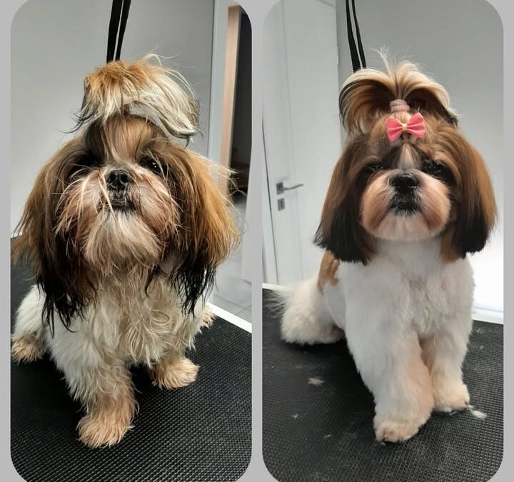 Groomerskie metamorfozy Najlepszego Przyjaciela