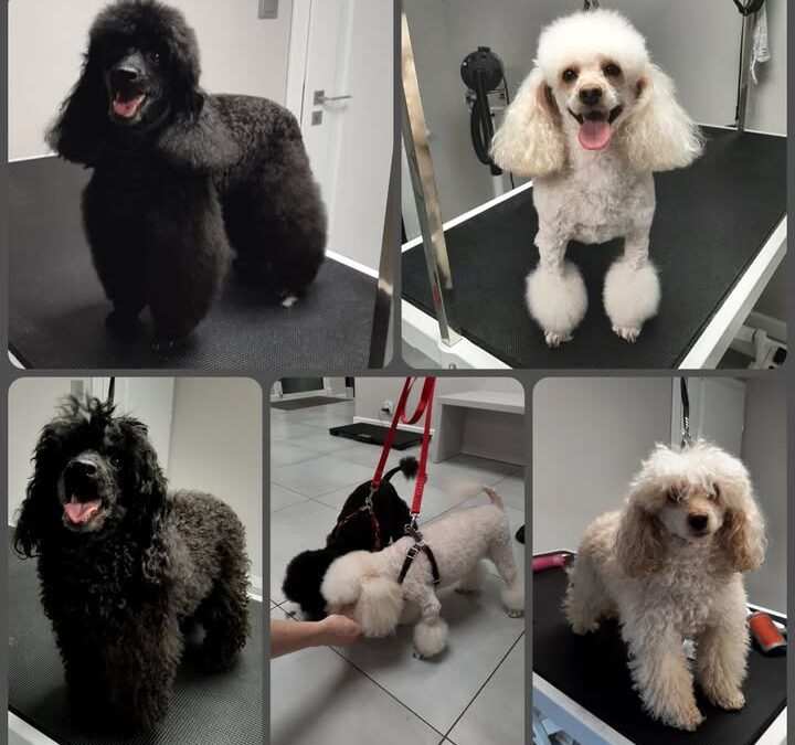 Groomerskie metamorfozy najlepszego przyjaciela😊