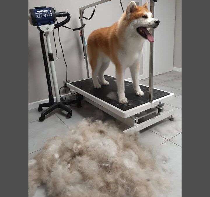 Groomerskie metamorfozy Najlepszego Przyjaciela