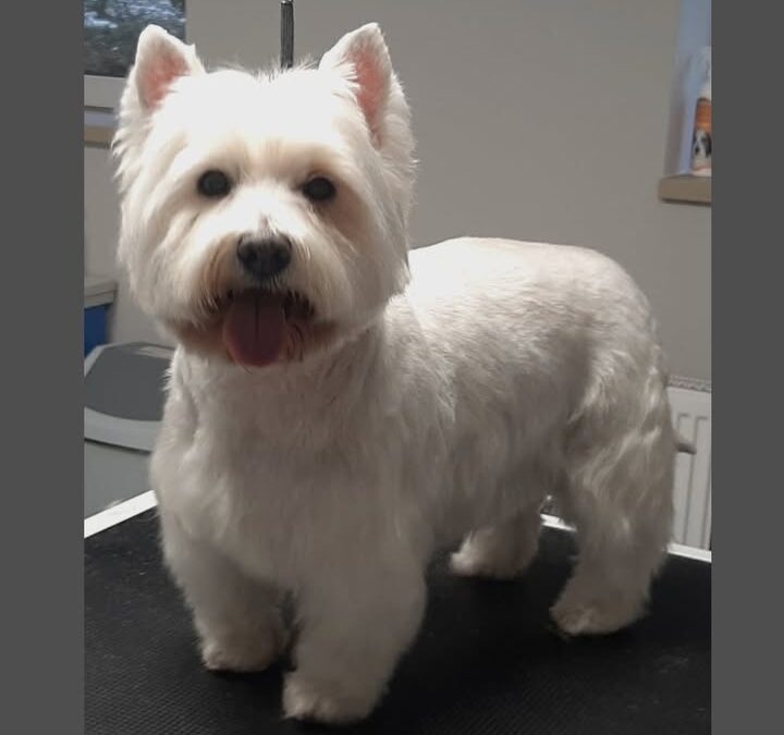 Groomerskie metamorfozy Najlepszego Przyjaciela 🤩