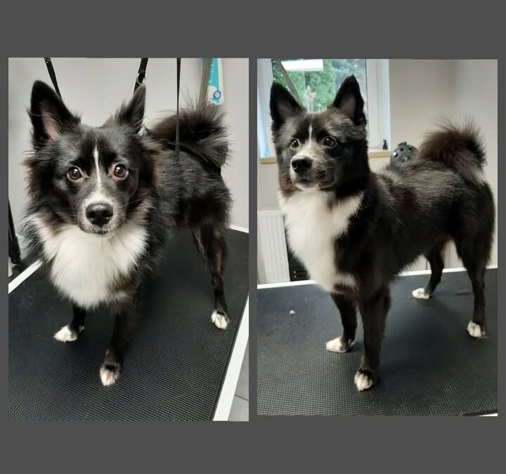 Groomerskie metamorfozy Najlepszego Przyjaciela