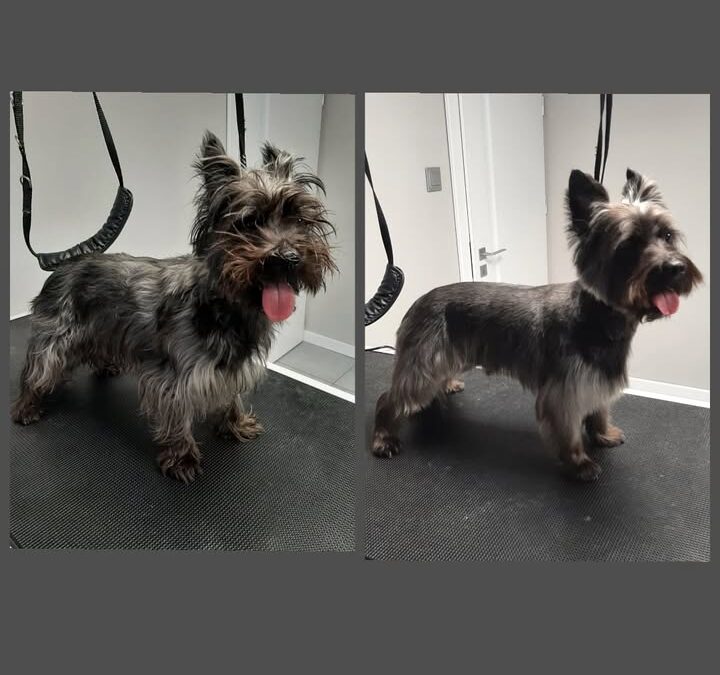 Groomerskie metamorfozy Najlepszego Przyjaciela