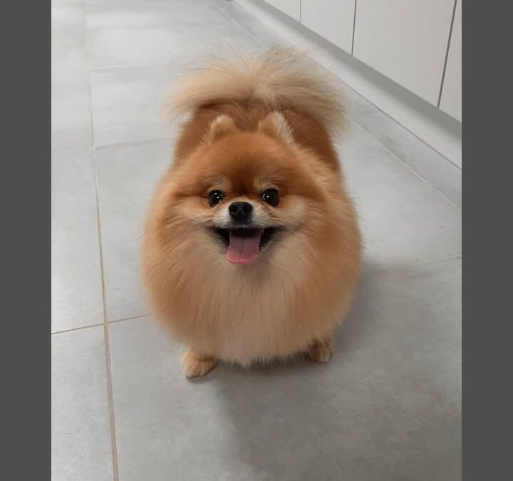 Groomerskie metamorfozy Najlepszego Przyjaciela 🐶