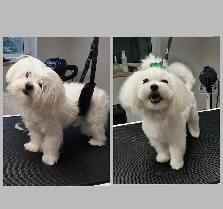 Groomerskie metamorfozy Najlepszego Przyjaciela