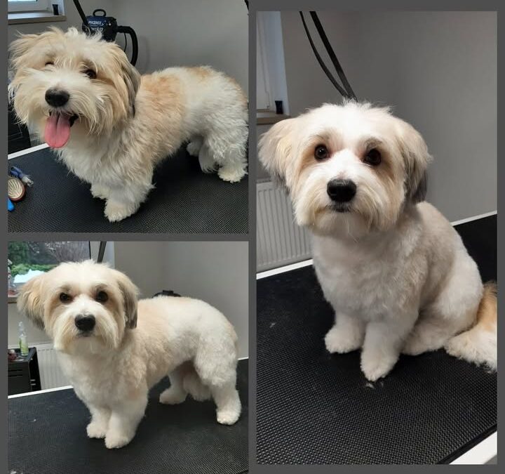 Groomerskie metamorfozy Najlepszego Przyjaciela 🐶