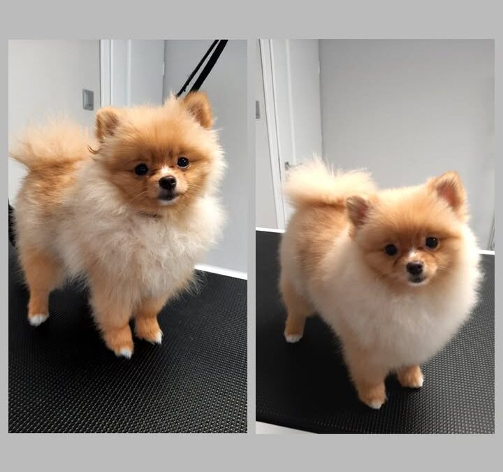 Groomerskie metamorfozy Najlepszego Przyjaciela🐶