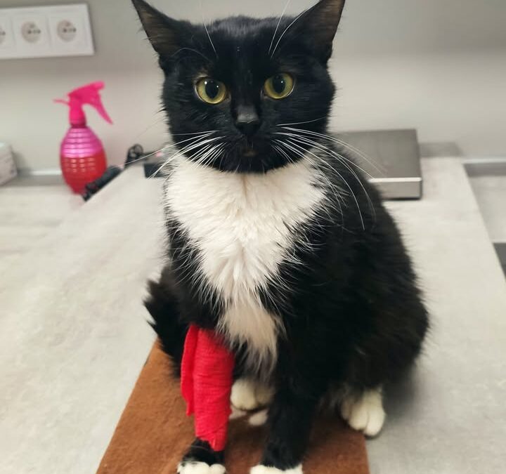 Dzisiaj chcemy przedstawić dzielną pacjentkę 🐱 o imieniu Myszka.
