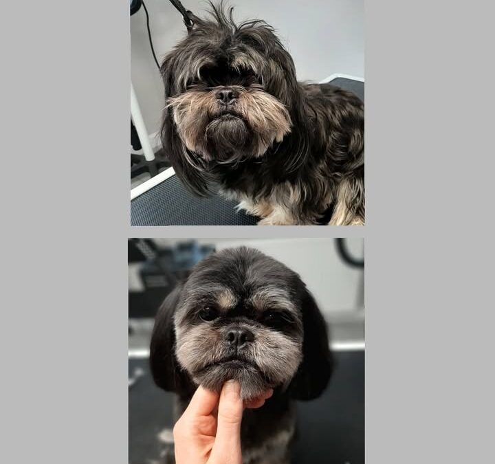 Groomerskie metamorfozy Najlepszego Przyjaciela🤩
