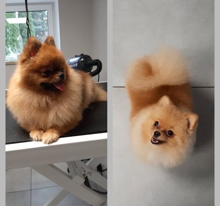 Groomerskie metamorfozy Najlepszego Przyjaciela
