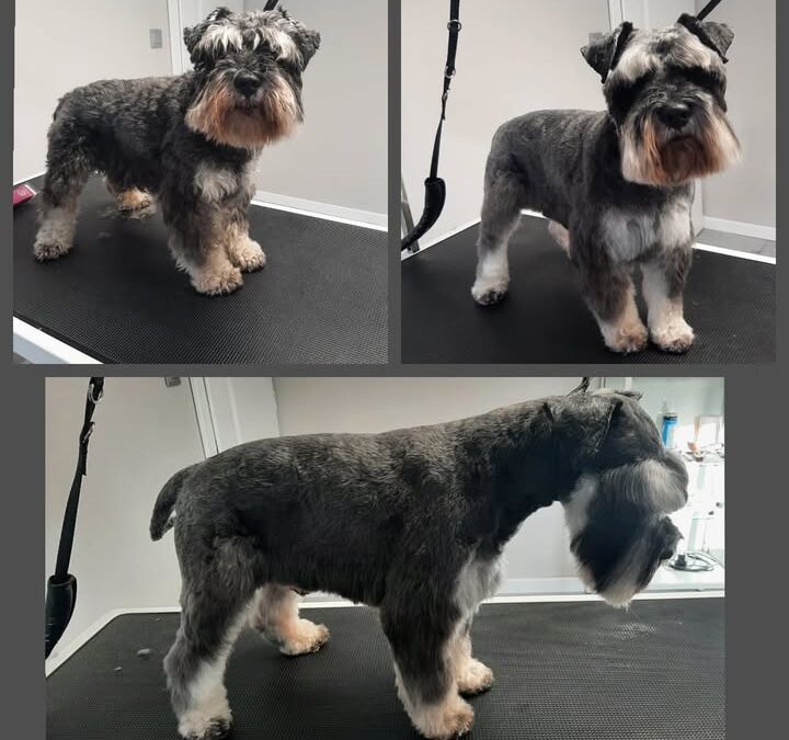 Groomerskie metamorfozy najlepszego przyjaciela
