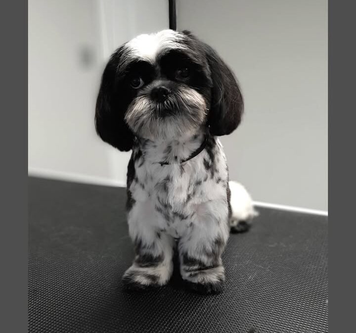 Groomerskie metamorfozy Najlepszego Przyjaciela🐶