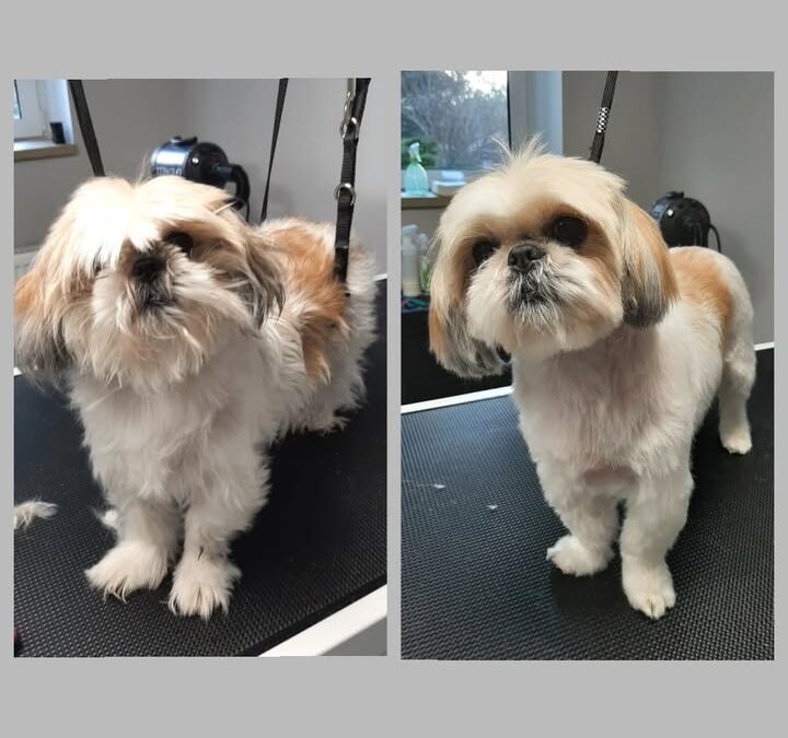 Groomerskie metamorfozy Najlepszego Przyjaciela🤩