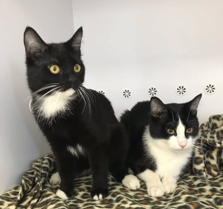 Bracia – Filo i Pcheł – przed zabiegiem kastracji. 😍🐈🐈