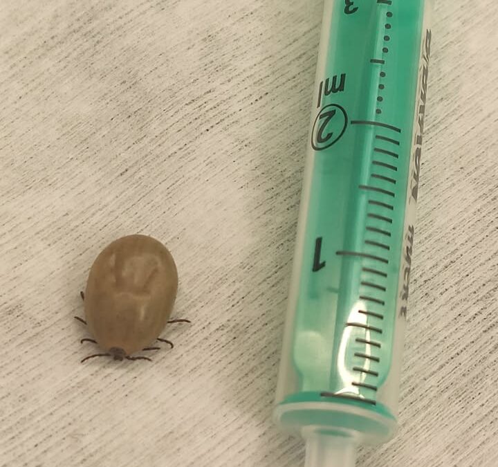 Mimo nieprzewidywalnej pogody, sezon kleszczowy w pełni 😰