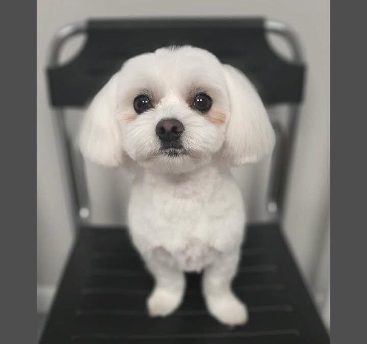 Groomerskie metamorfozy Najlepszego Przyjaciela😊