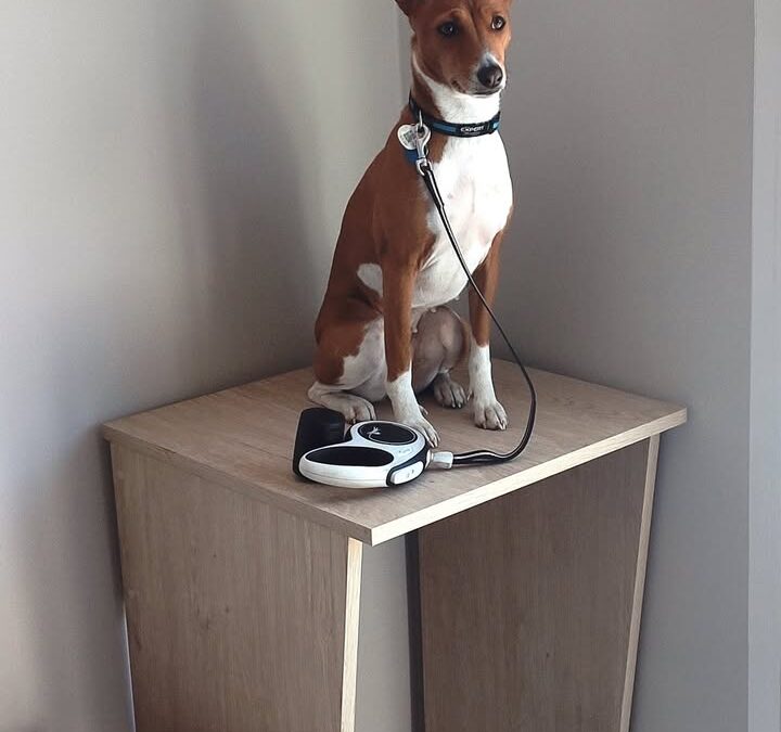 Modelka Baya 🥰😀
Suczka rasy Basenji