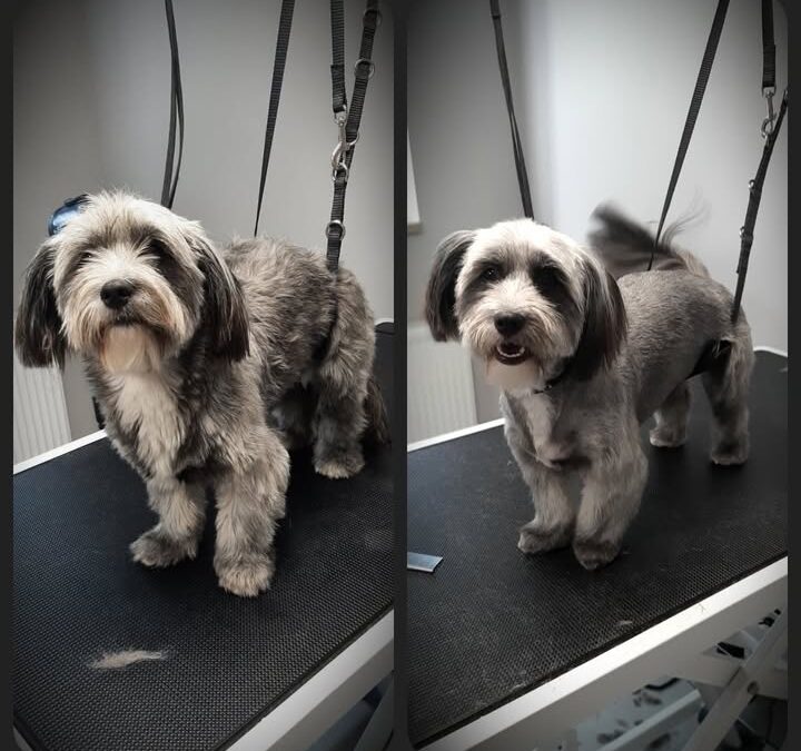 Groomerskie metamorfozy Najlepszego Przyjaciela ☺️