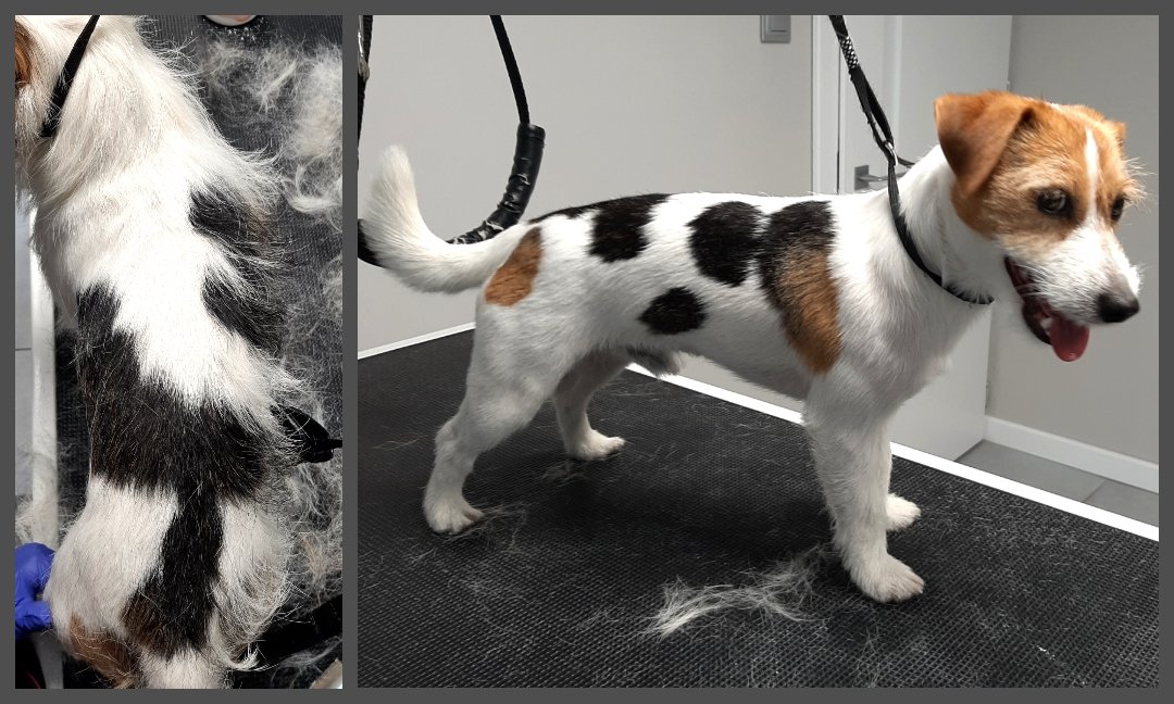 Groomerskie metamorfozy Najlepszego Przyjaciela