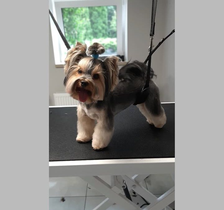 Groomerskie metamorfozy Najlepszego Przyjaciela 🐶