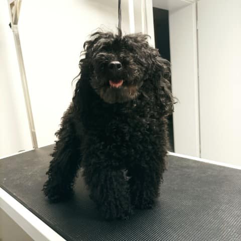 😍 Groomerska metamorfoza Klary 🐩
Zapraszamy do zapisów…