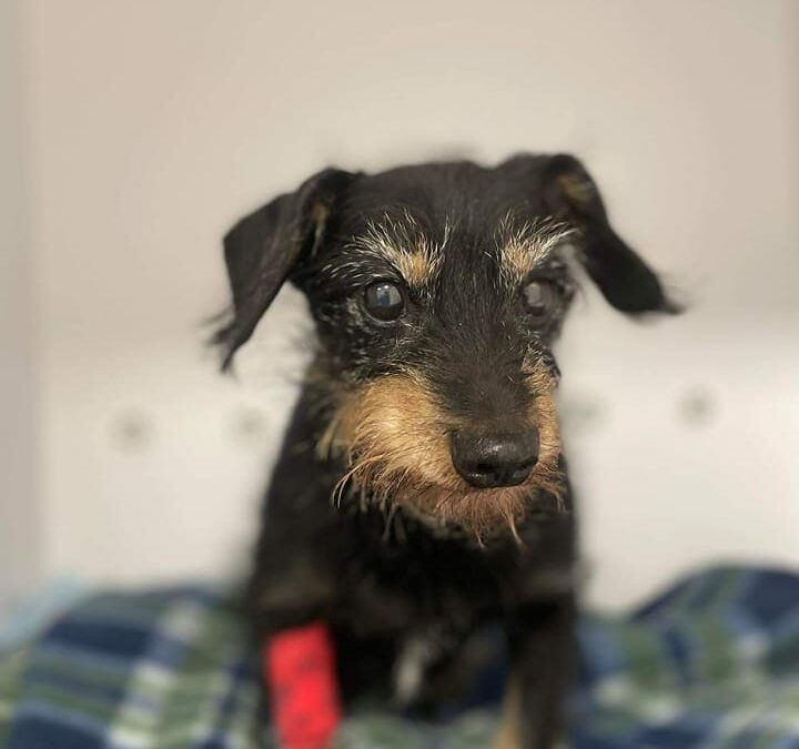 📢 Przedstawiamy  Mikiego, 15 letniego mieszańca 😃
🐕 Miki po…