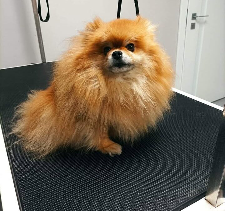 😍 Groomerska metamorfoza Małgorzaty efekt przed i po 😍