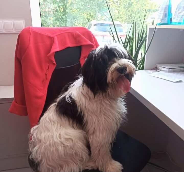 🐕 Na osłodę tego pochmurnego dnia, 
Tola przesyła moc…