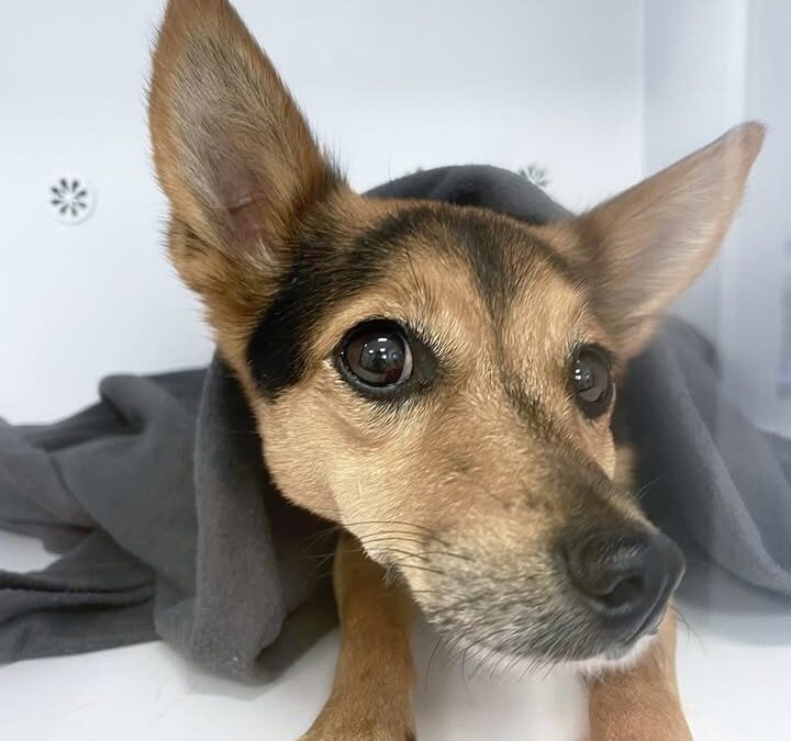 Drodzy Pacjenci, Właściciele i Podopieczni 🐶🐱
Pragniemy…