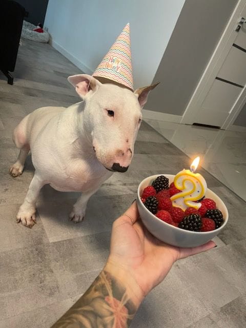 🌟 KIRA 🌟 urocza bulterierka w urodzinowym wydaniu 🥳🎉