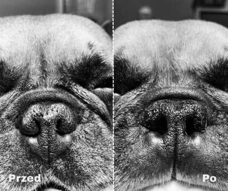 Buldog francuski, mops, buldog ang, shih tzu, cavalier king…
