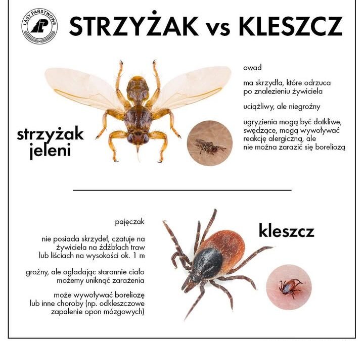 Piękna aura sprzyja spacerom w lesie 😎🐕🐞🐜Zanim się…